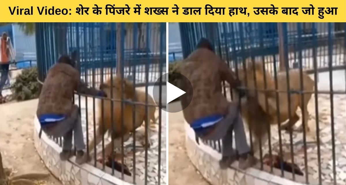 man put his hand in lion's cage