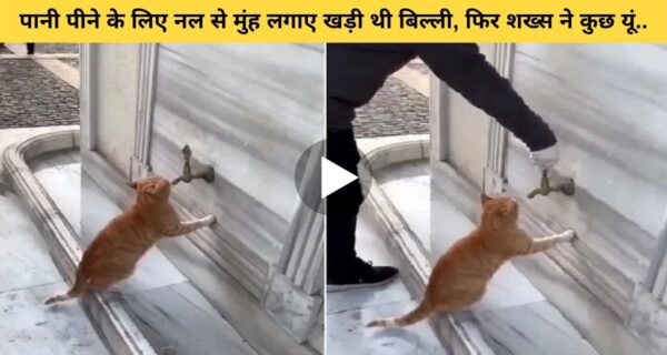 बिल्ली प्यास बुझाने के लिए नल के पास मुंह लगाकर खड़ी थी, तभी शख्स ने यूं की…
