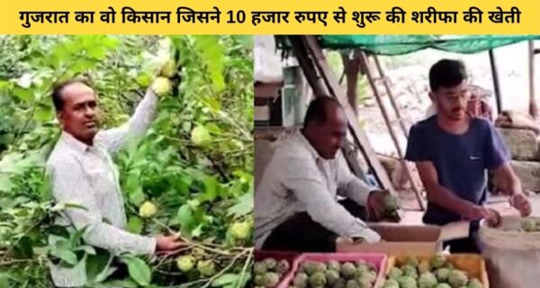 ₹10 हजार से शुरू की थी शरीफा की खेती, अब सलाना ₹10 लाख का हो रहा मुनाफा