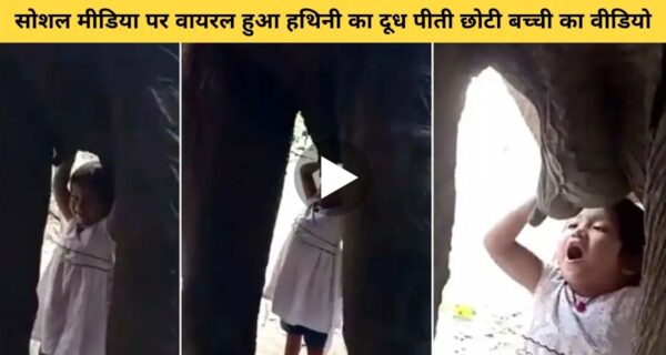 देखिए छोटी बच्ची का हथिनी का दूध पीते हुए, वायरल हो रहा सच्चे प्यार का वीडियो