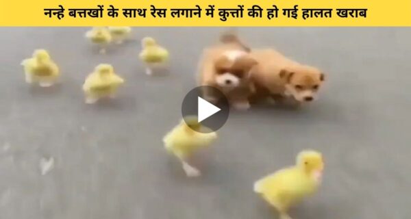 देखिए एक अनूठा रेस, बत्तख और कुत्ते के बच्चों में, अंत में जीत…