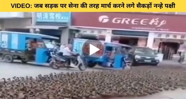 जब सड़क पर नन्हें पक्षियों ने लगाया मार्च, रुकी गाड़ियां, वीडियो देख लोग बोले खूबसूरत नजारा