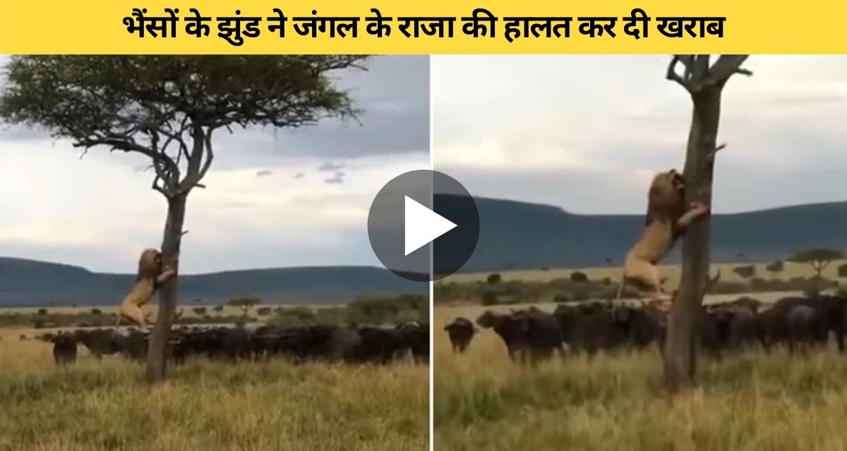 The king of the jungle was chased by a herd of buffaloes