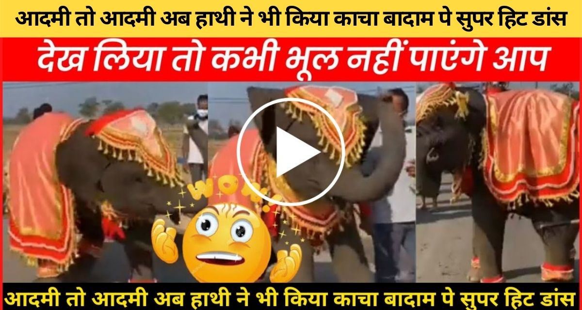 The craze of raw almonds increased, the elephant also did