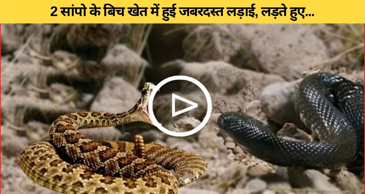 What happened when two poisonous snakes crowded together