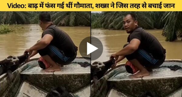 बाढ़ में डूब रहे गाय की जान बचाई शख्स ने, दिल छूने वाला वीडियो वायरल