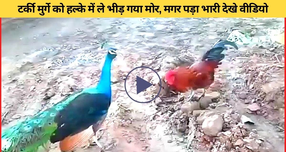 Watch the fierce fight between turkey chicken and peacock