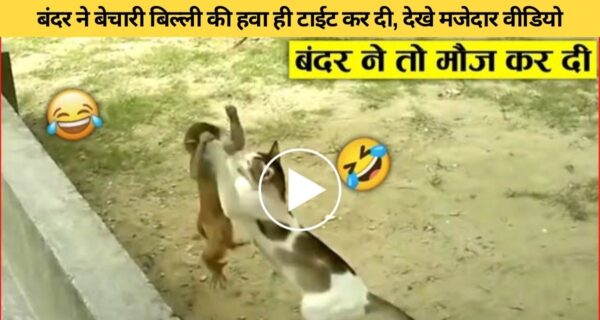 बंदर की हरकतों से बिल्ली हुई परेशान, देखिए मजेदार वीडियो