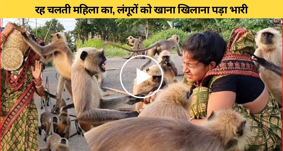 The langurs had to be fed like their own children