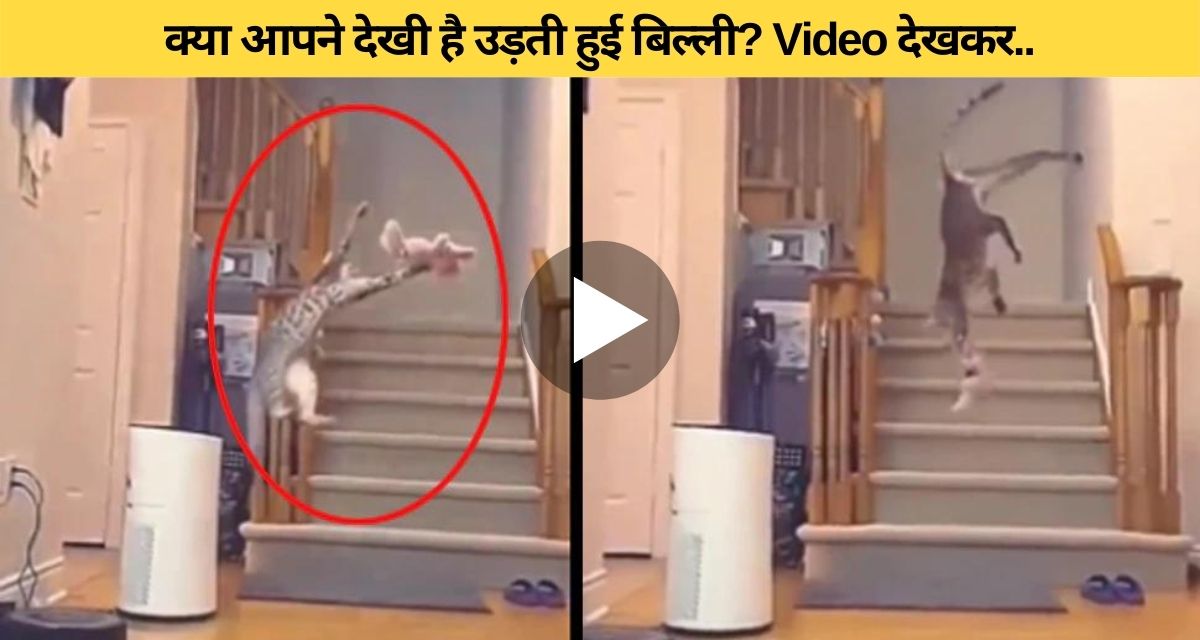 The cat jumped in the air, the person was surprised to see