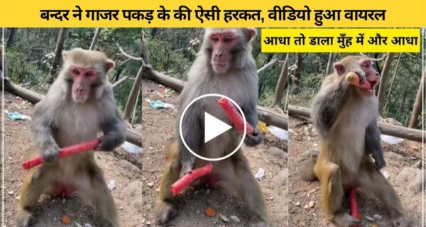 गाजर खाने के बाद बंदर ने किया अजीब सी हरकत.. वायरल हुआ वीडियो