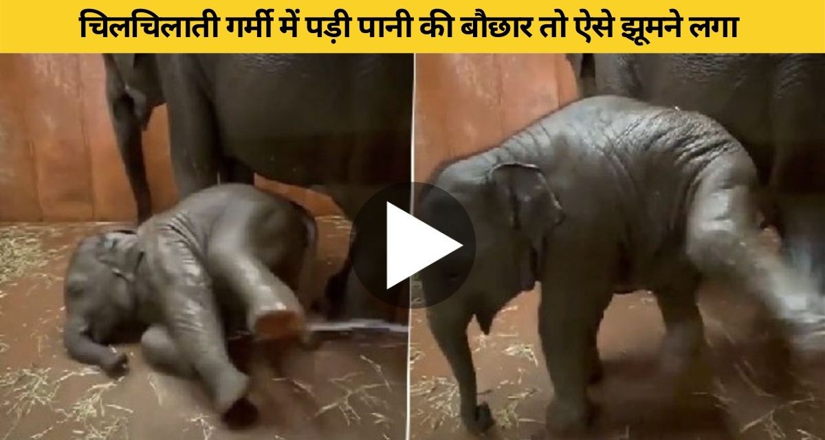 elephant babies suffering from heat