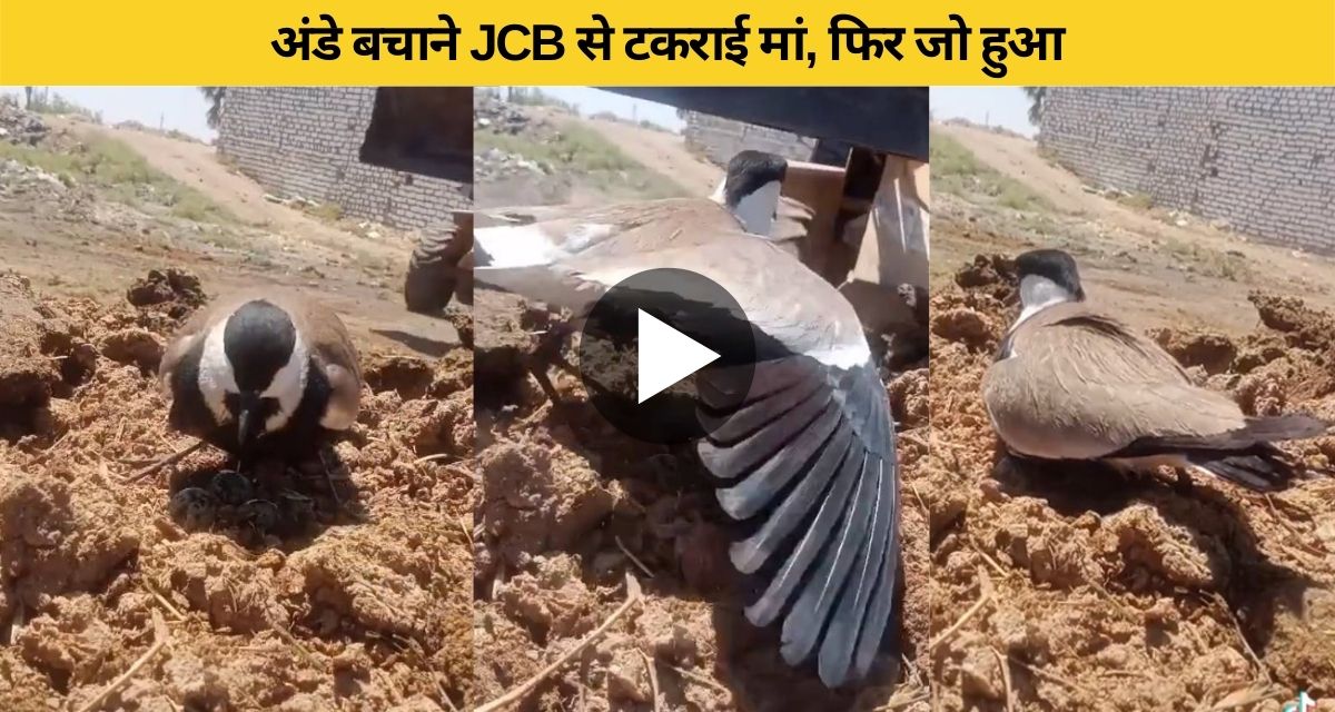 The bird clashed with JCB to save its egg