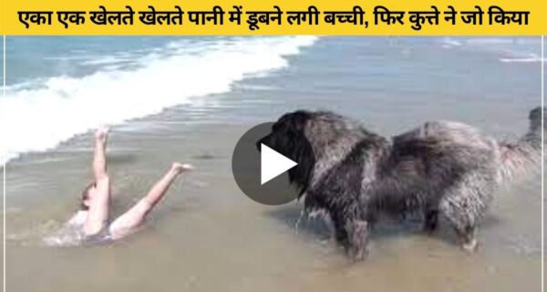 पानी में डूबती बच्ची को बचाने के लिए कुत्ते ने किया जो, वीडियो वायरल