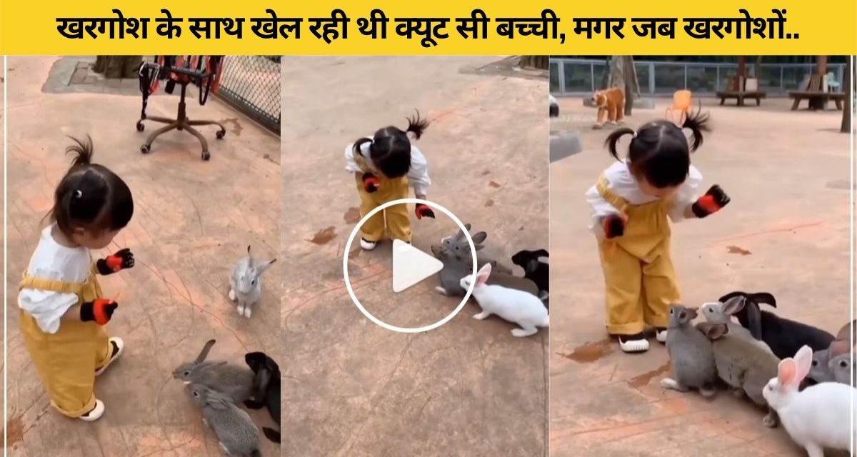 Rabbit's condition deteriorated when the cute little girl played the game