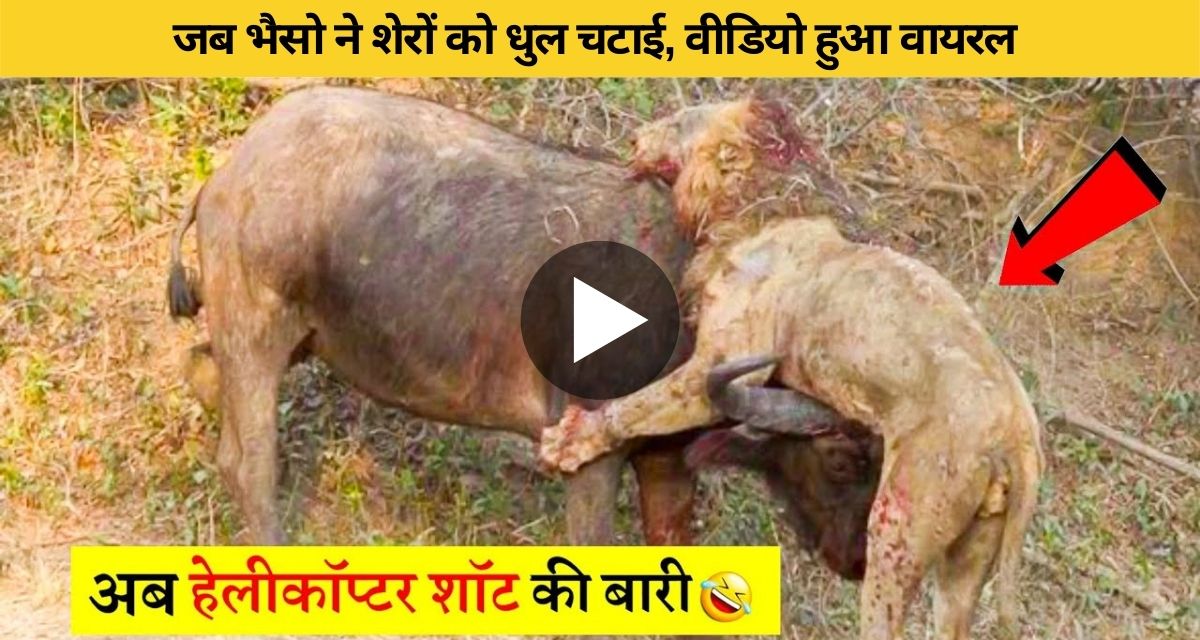 4 lions attacked buffalo together
