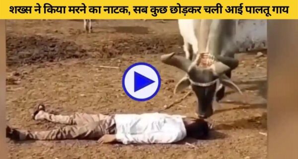 मालिक को मरा देख, खूंटे में बंधी गाय तोड़कर भागी आई, देखें वीडियो