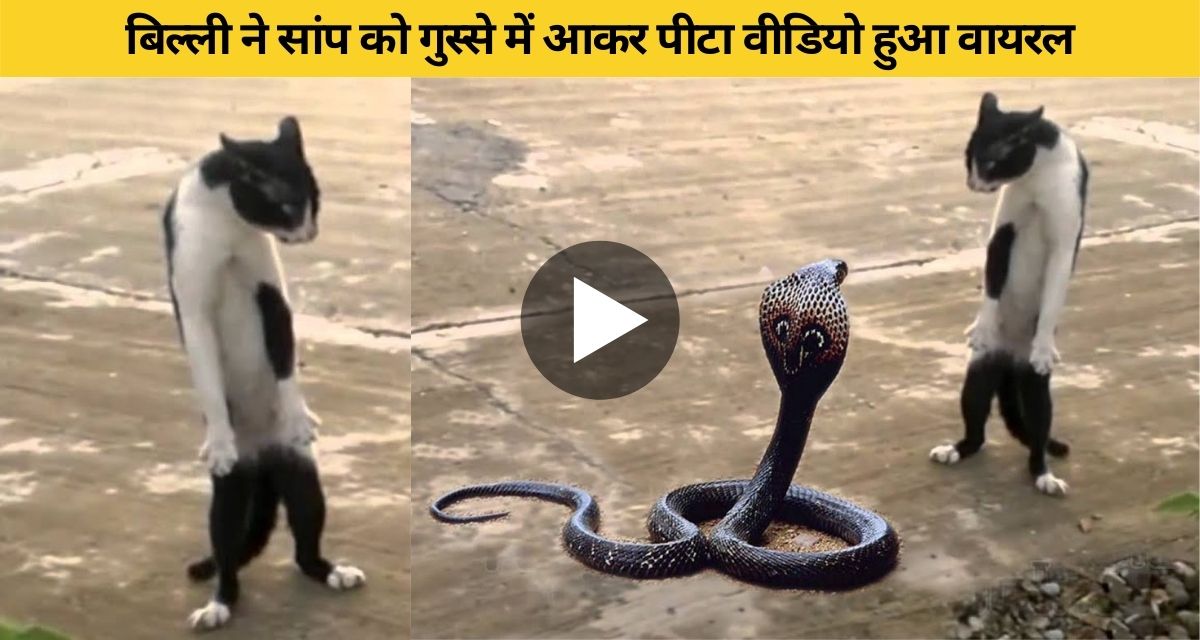 The snake was scaring the cat, then the cat got angry and beat him