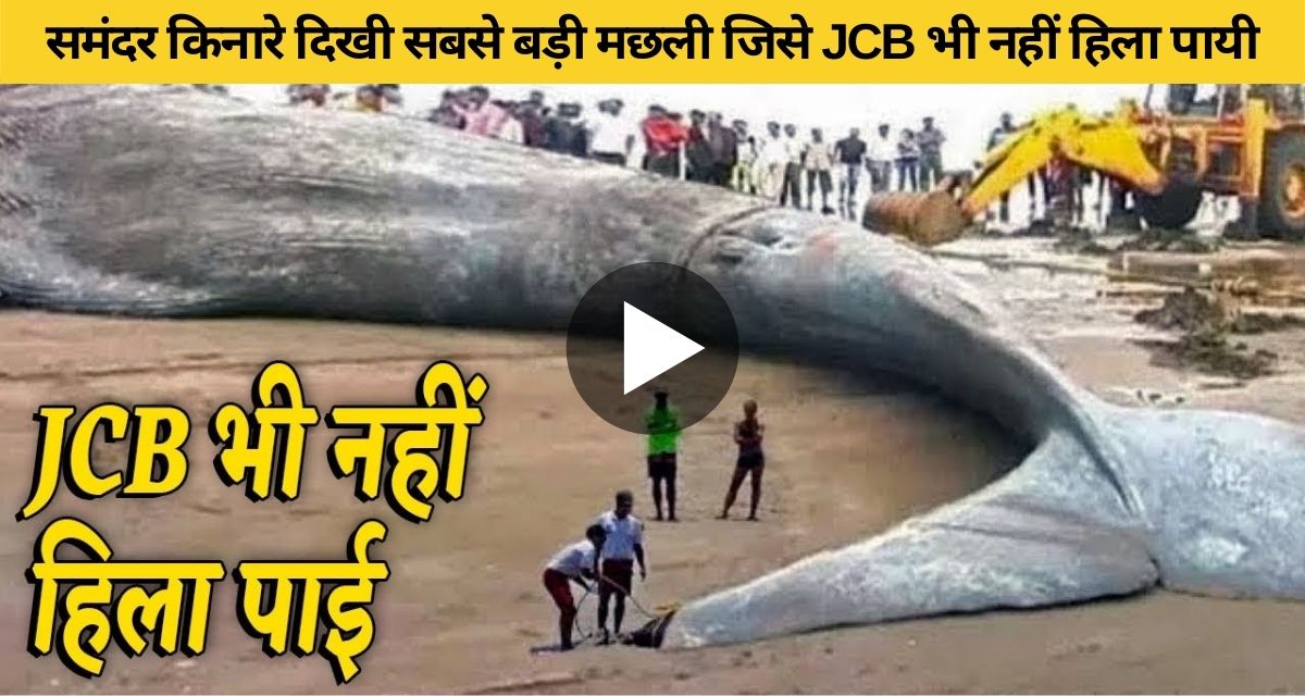A fish in the sea that could not be called even from JCB