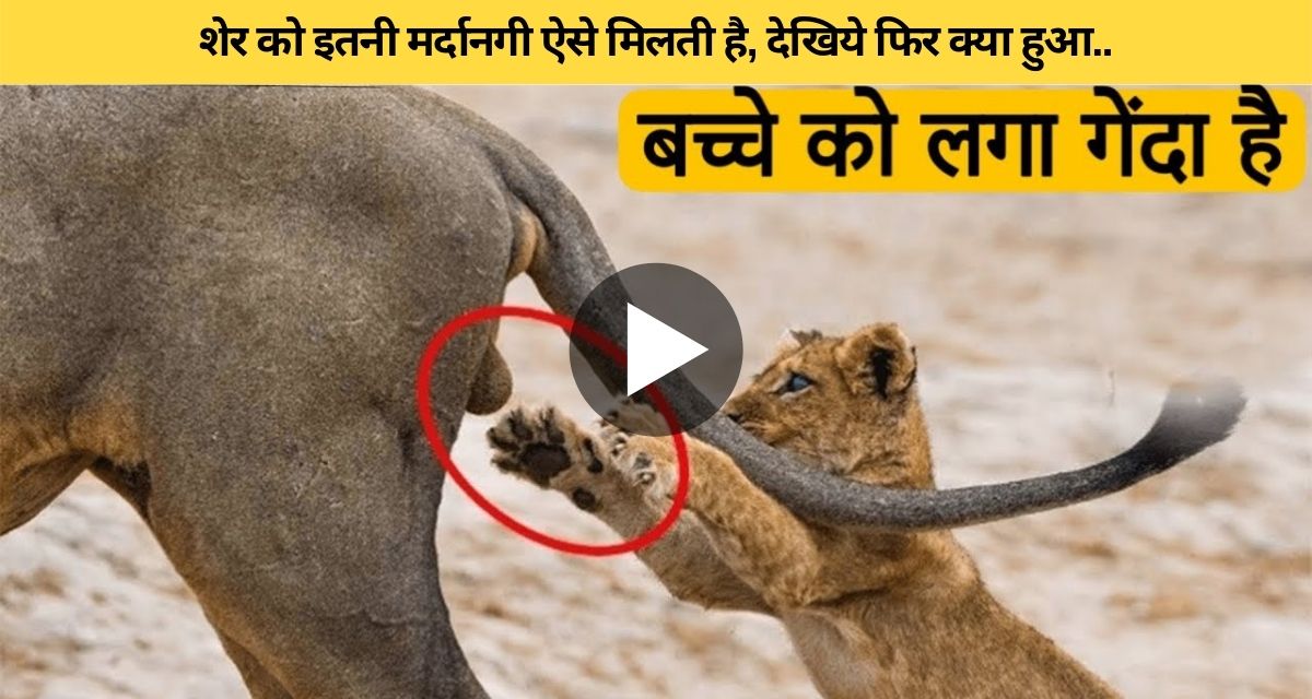When the lion started playing with this part of the body of the wild buffalo