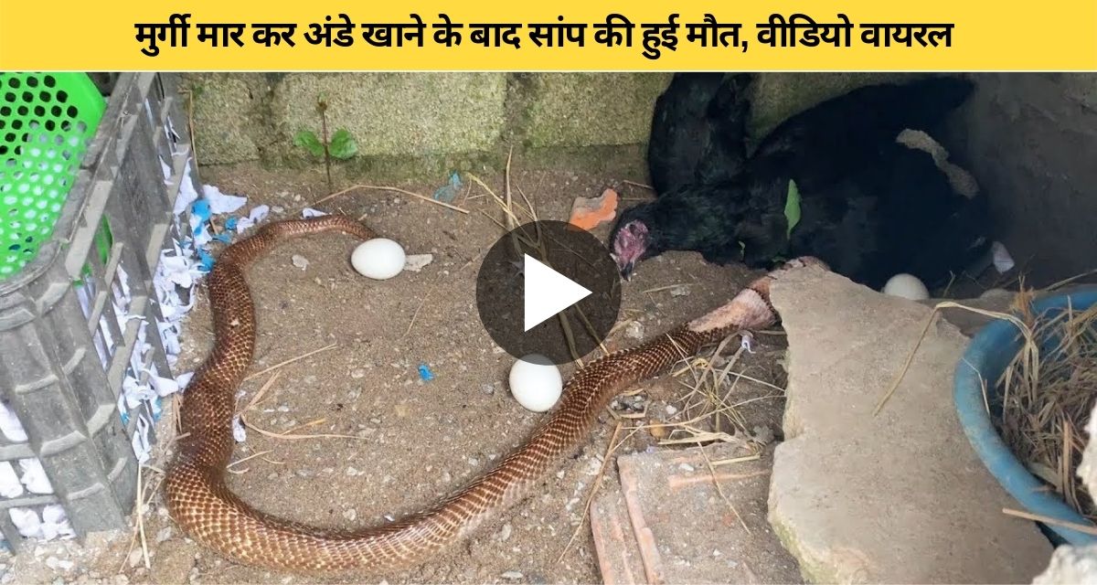 To save his egg, the hen fought till her last breath with the snake.