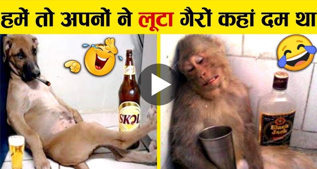 Users could not stop laughing after seeing funny actions of dog and monkey
