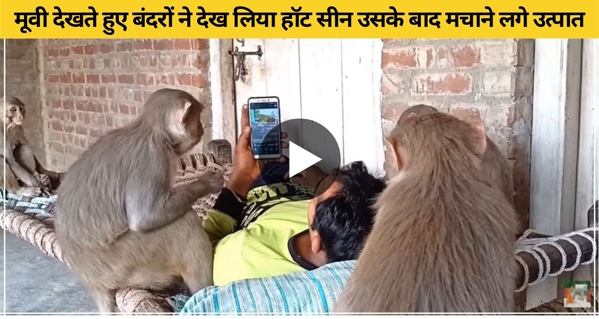 Monkeys saw hot scene in mobile again