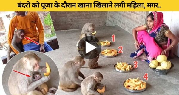 महिला ने पूजा के बाद बंदरों को खिलाया खाना, तभी बंदरों की ऐसी हरकत…