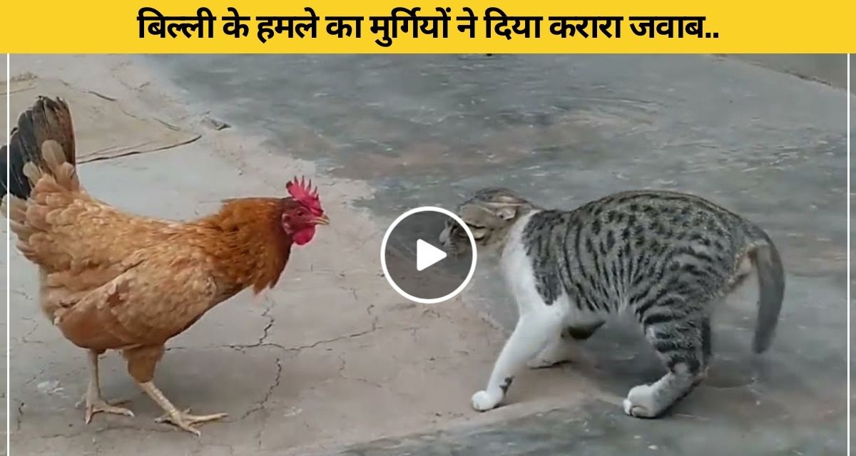 Chickens gave a befitting reply to the cat's attack