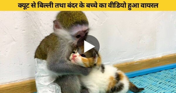 बंदर के बच्चे ने बिल्ली के बच्चे का एक मां के जैसे रखा, दिल जीत रहा वीडियो