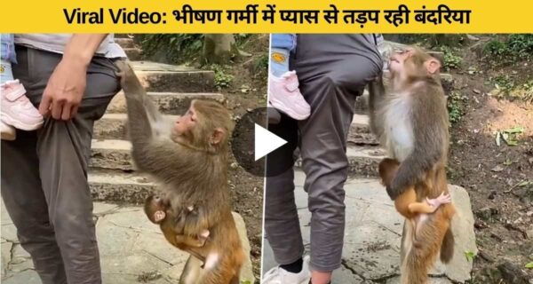 प्यास से भटक रही बंदरिया का शख्स ने यूं की मदद, मजेदार वीडियो वायरल