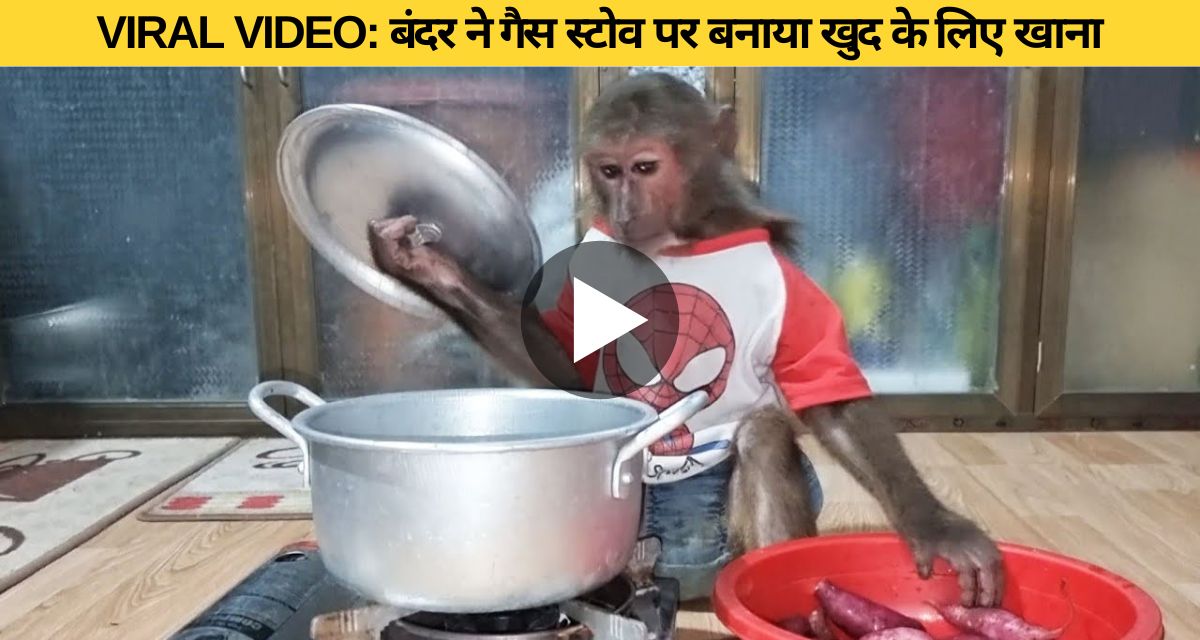 Monkey cooks for himself on gas stove