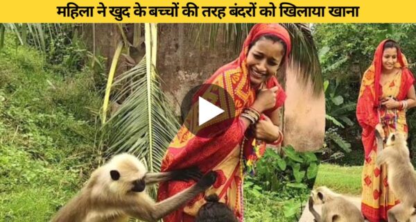 महिला ने खुद के बच्चों की तरह बंदरों को खिलाया खाना, दिल जीत लेगा यह वीडियो