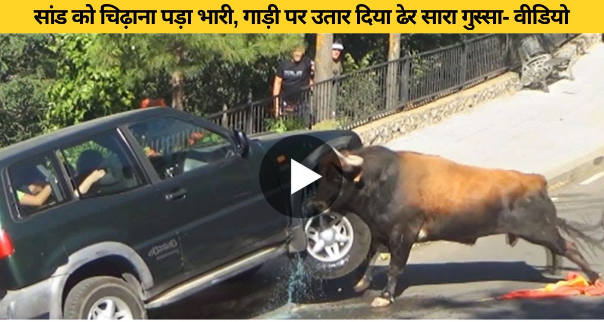 The buffalo took out his anger on the car