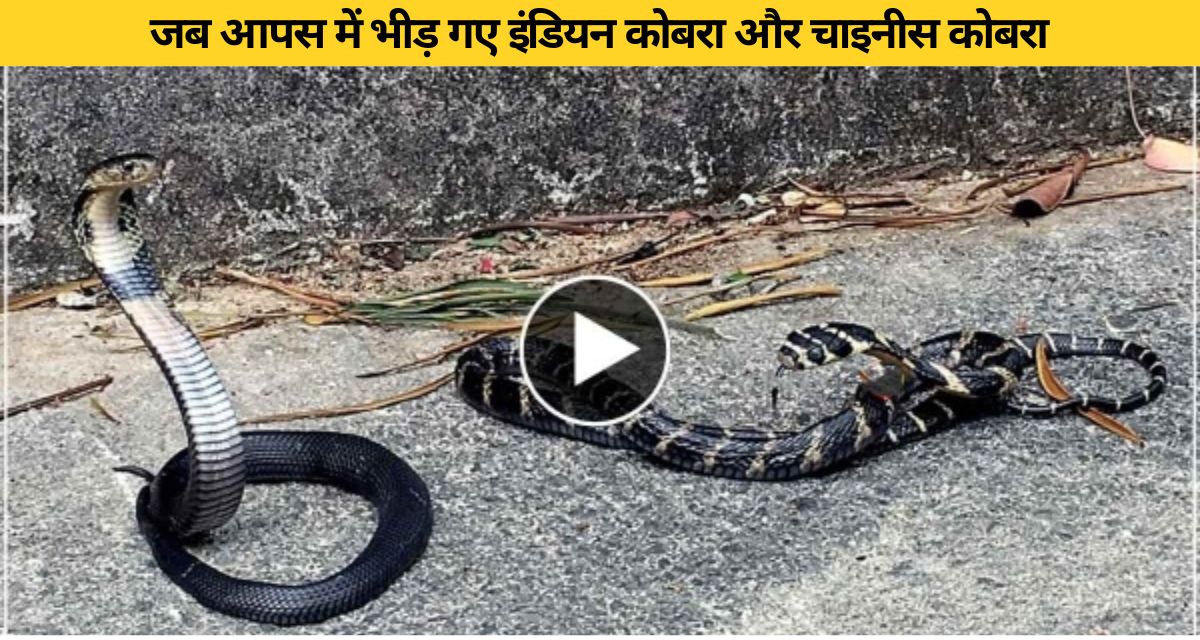 When Indian and Chinese Cobra clash