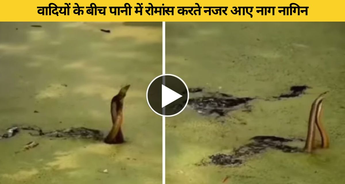 Snakes seen romancing in the water