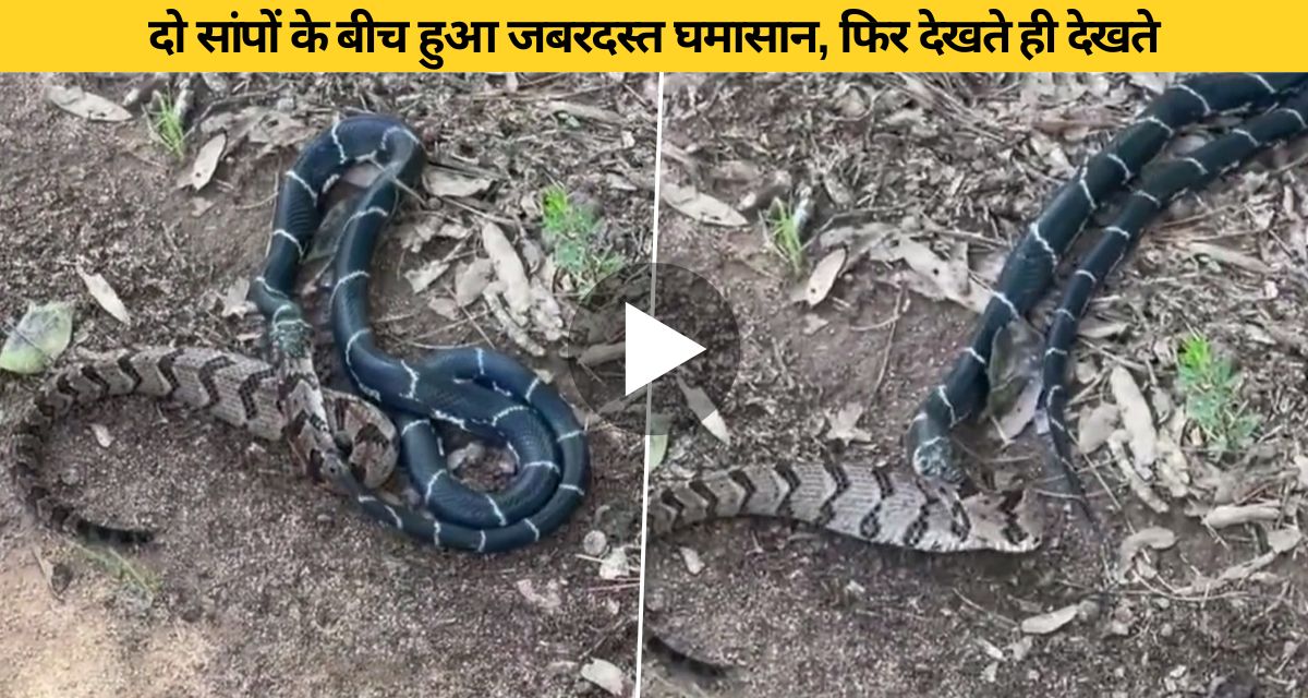 A fierce fight between two poisonous snakes