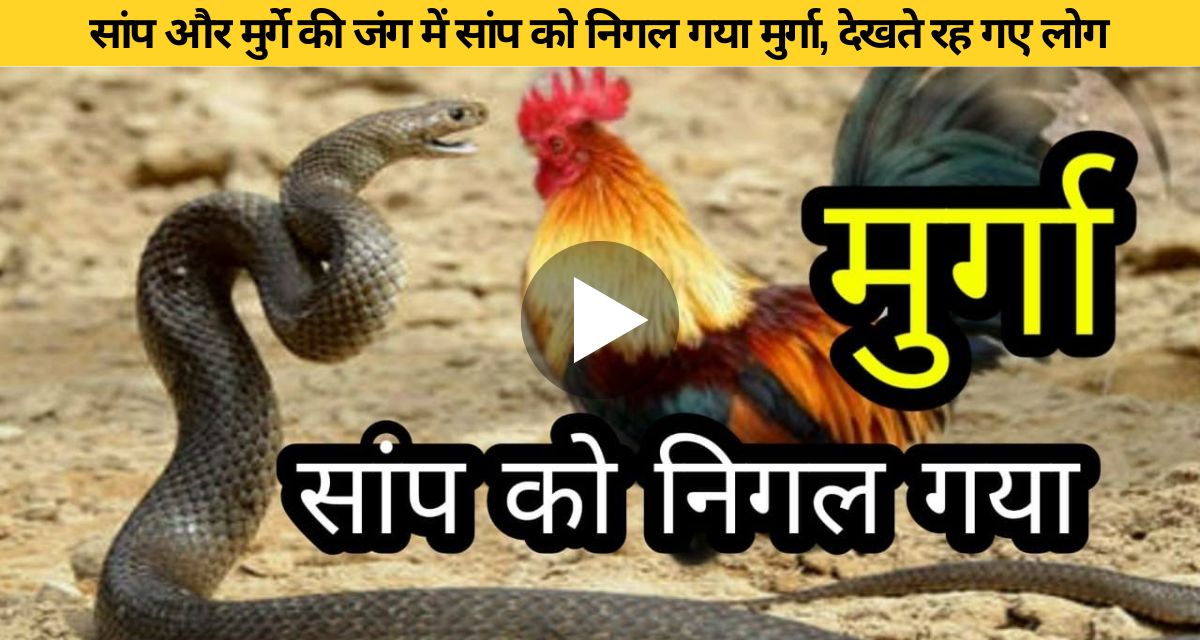 A fierce fight between a snake and a rooster