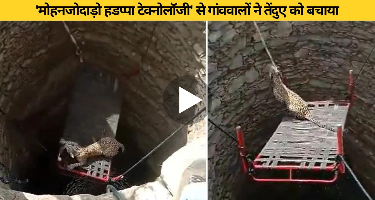 Leopard was rescued from the well