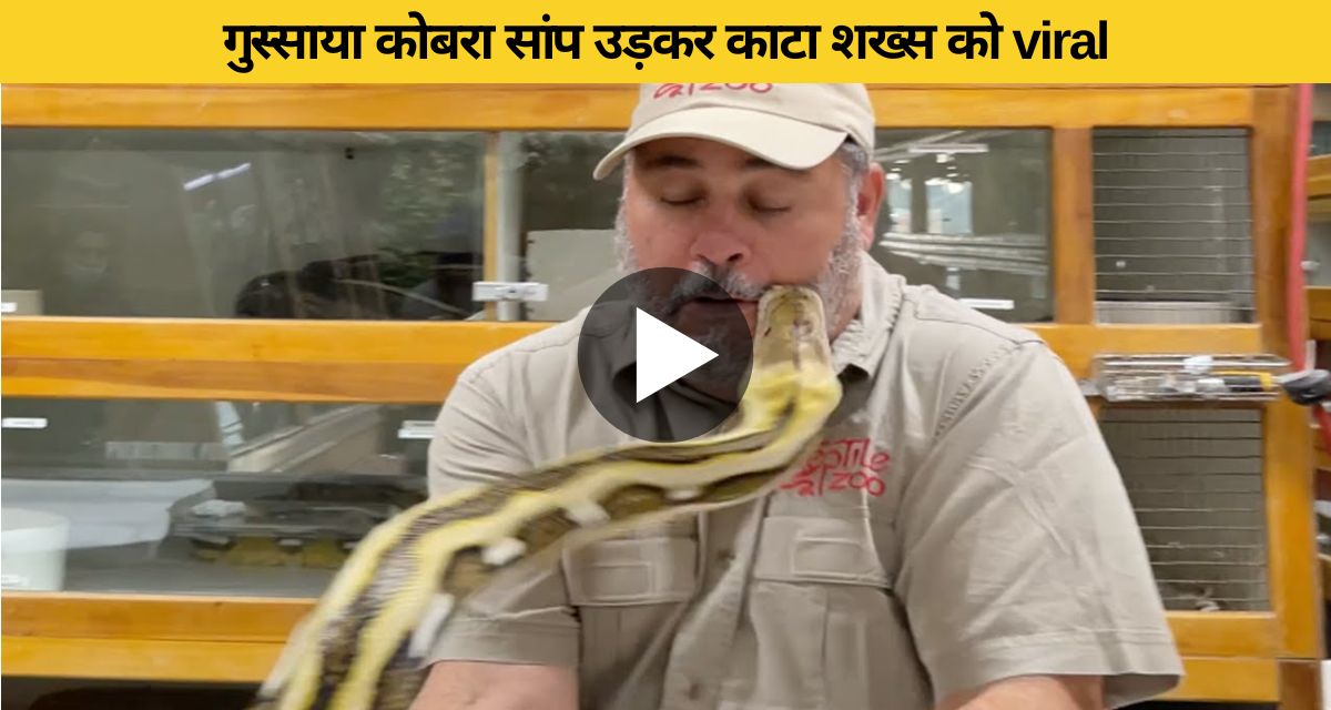 Angry cobra bites a person by flying snake