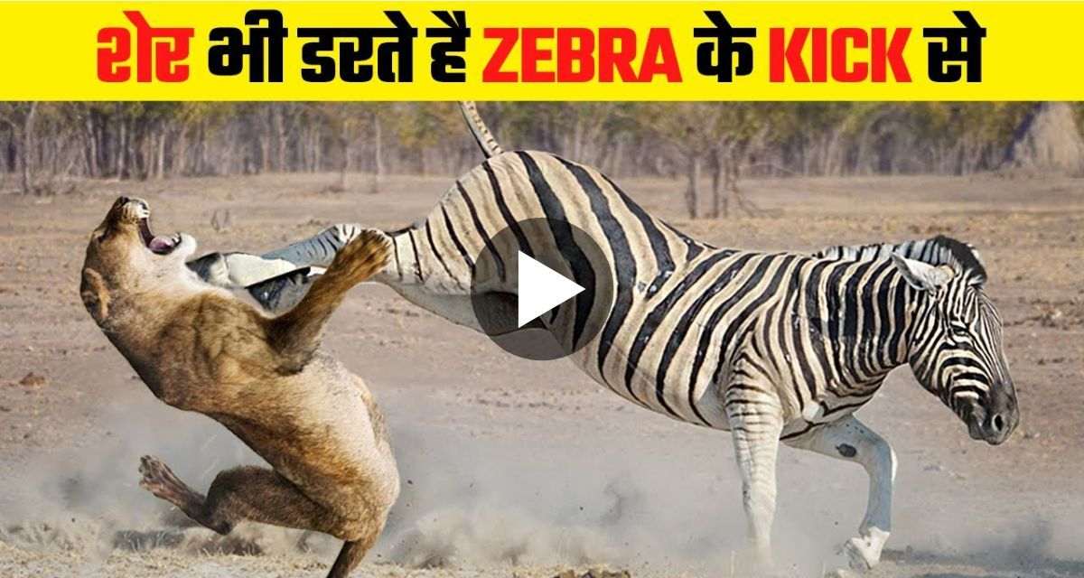 zebra kick lioness