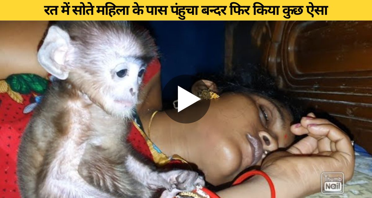 Monkey approaches sleeping woman