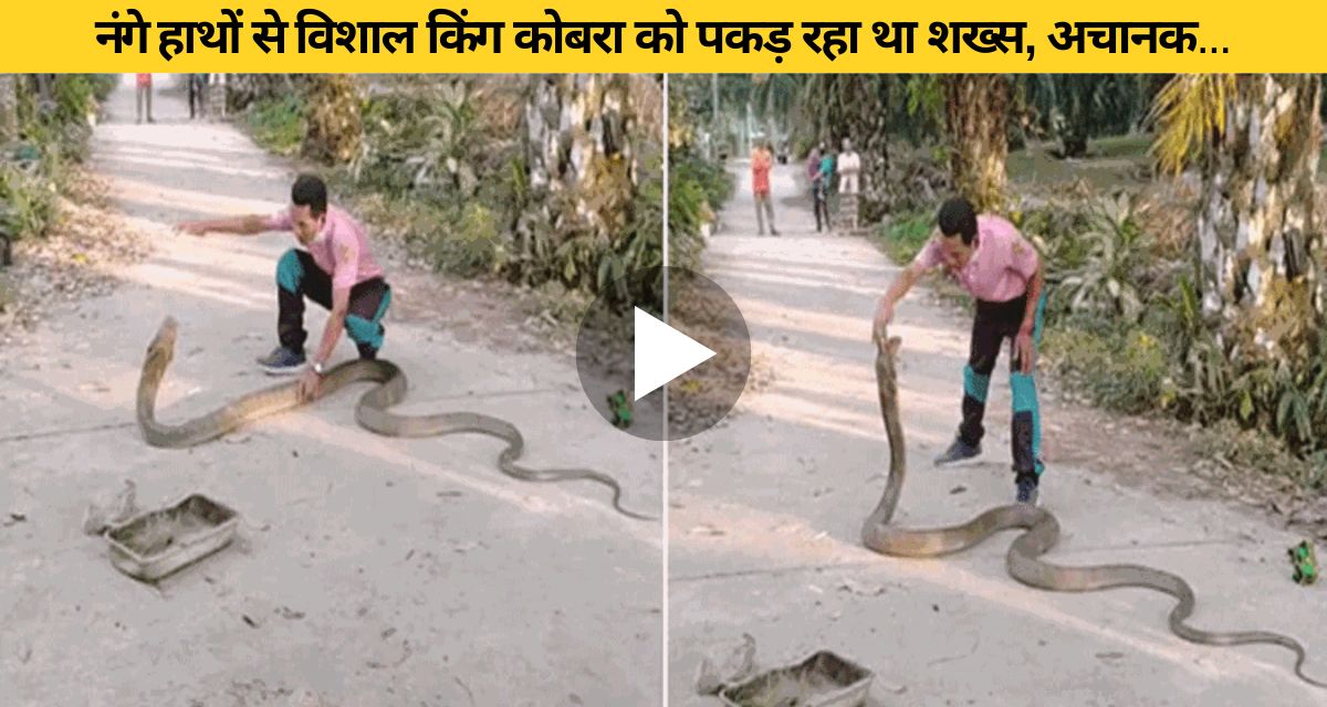 The cobra attacked by jumping with its jaws open