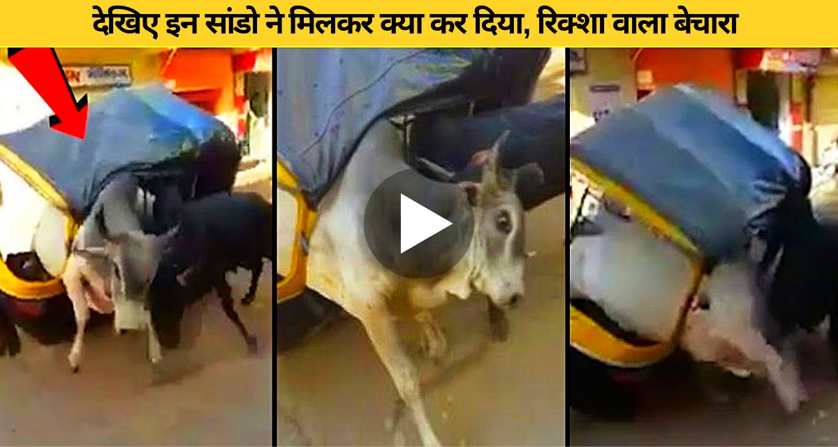 rickshaw driver attacked by stray bull
