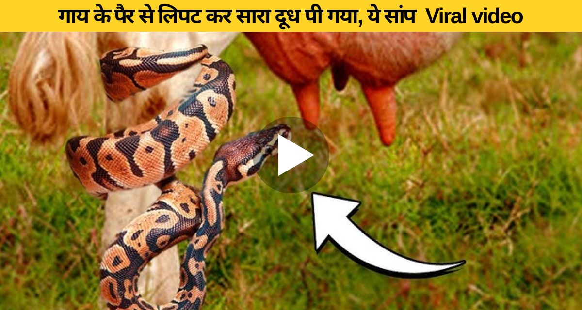 Snake seen drinking milk from cow's udder