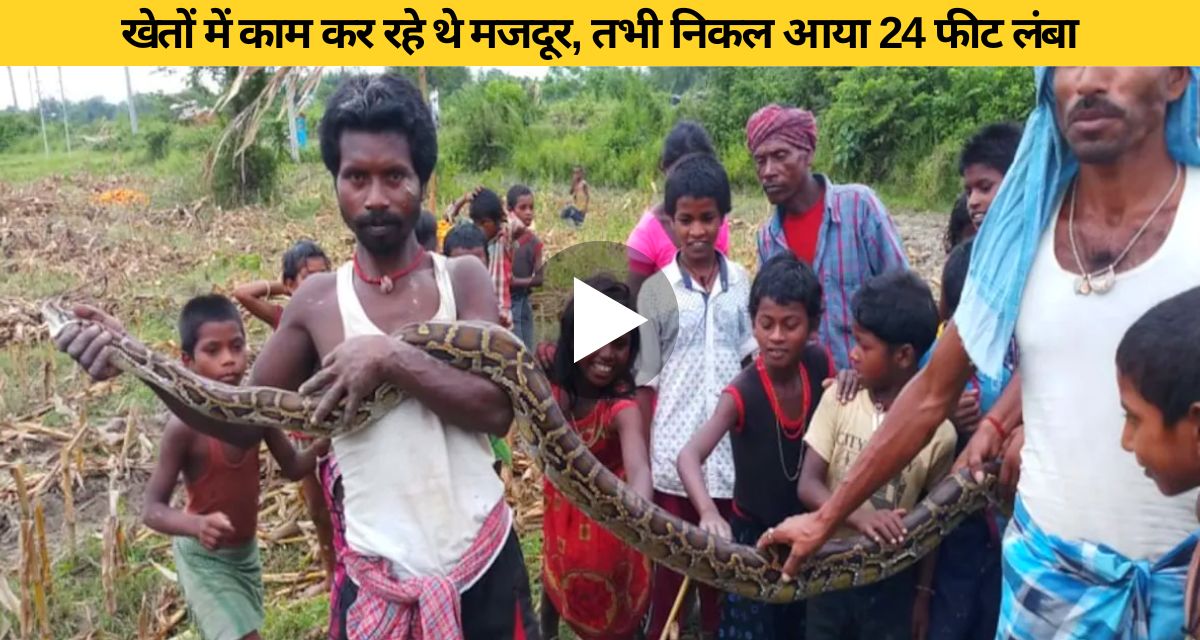 24 feet big python seen in groundnut field