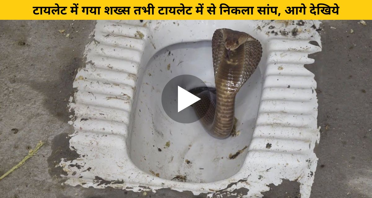 snake in commode