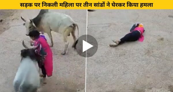 राह चल रही महिला पर सांड़ ने सींगों से किया हमला, देखिए वीडियो