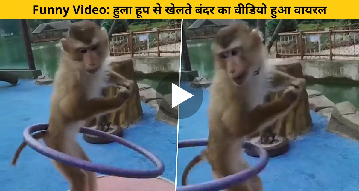 Monkey showed hula hoop feat