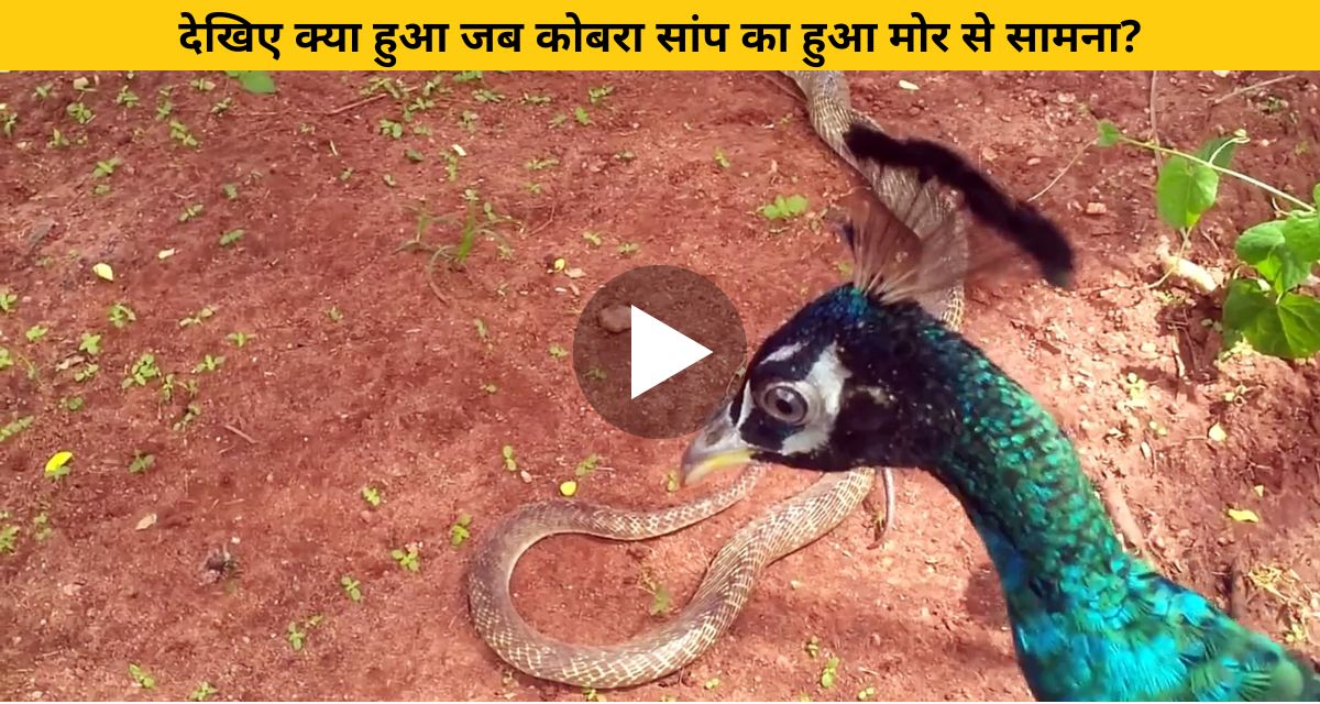 peacock face to face with snake